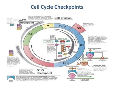 Cell Cycle Regulation