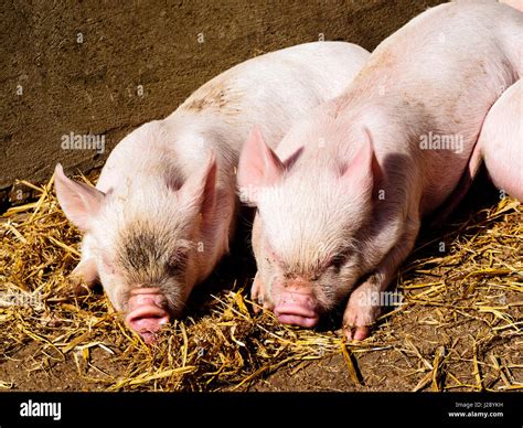 Middle White piglets dozing in warm spring sunshine Stock Photo - Alamy