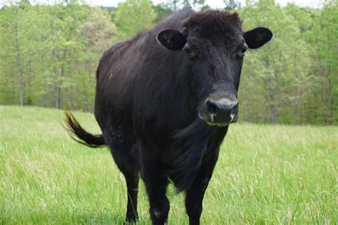 Beefalo — producers say this cattle and bison crossbreed provides the ...