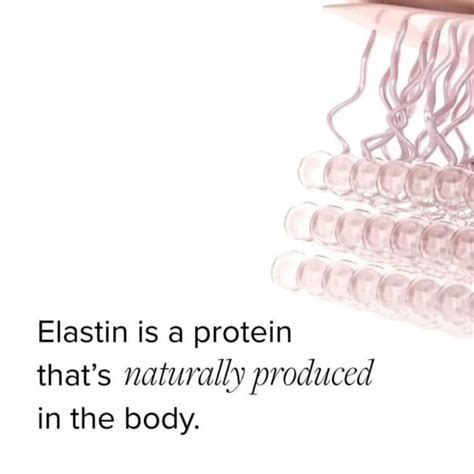 ELASTIN AND YOUR SKIN