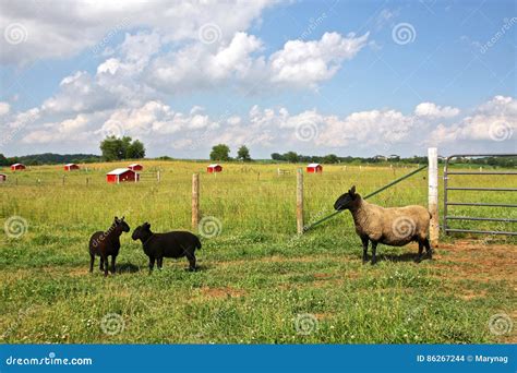 Sheep Farm. stock photo. Image of nature, paddock, outdoors - 86267244