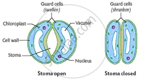 Explain in Brief the Opening and Closing Mechanism of Stomata ...