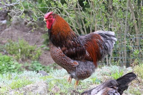 The 20 Best Chicken Breeds for Meat