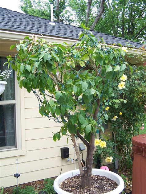 Grapefruit Tree that my Dad planted from a sprouted seed inside a grapefruit about 40 years ago ...