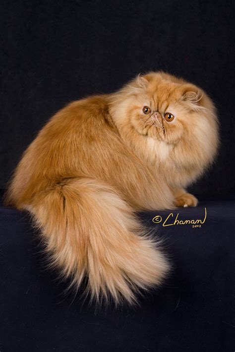 Red Persian - Learn more about the breed at www.cfainc.org # ...