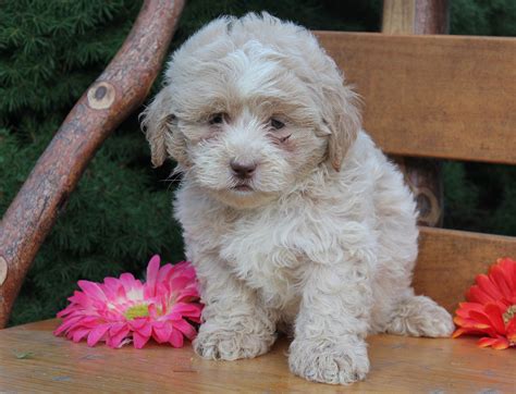 Cuddly #LhasaPoo | Puppies, Puppies for sale, Dog breeder