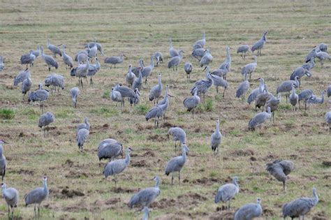 Sandhill Crane Migration | Sanhill Crane Migration in Jasper… | Flickr