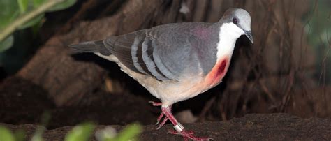 Luzon bleeding-heart dove | Zoo Barcelona