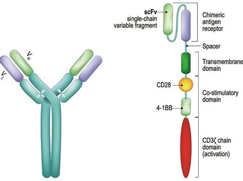 CAR T Cells - The Definitive Guide | Biology Dictionary