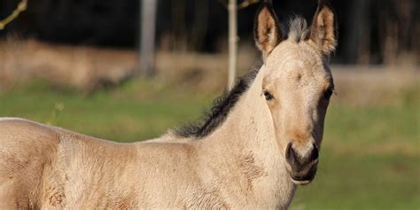 Buckskin Horses: All You Need To Know About This Gorgeous Color – Insider Horse – Latest ...