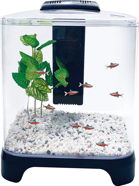 Betta Fish Tank Design - Our betta fish tank setup at the fish store.