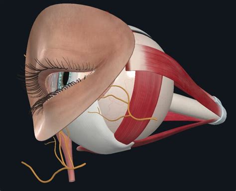 Eye Muscles & Innervation – Coursemia