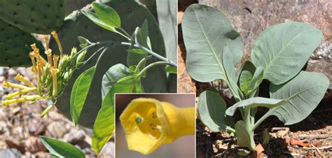 Nicotiana_glauca