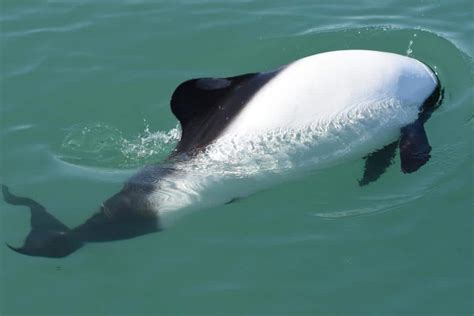 Facts about Commerson's dolphins - Whale and Dolphin Conservation