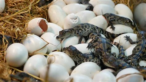 Hatching Crocodile Stock Video Footage - 4K and HD Video Clips | Shutterstock