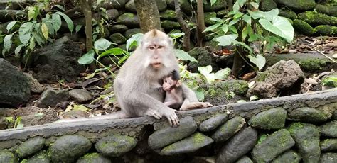 Bali- Monkey Sanctuary Koala Bear, Passport, Sanctuary, Monkey, Garden Sculpture, Bali, Outdoor ...