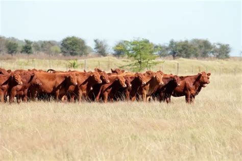 Red Angus Cattle: Guide, Info & Facts