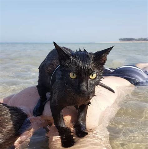 This black cat is a total beach bum and even loves to play in the waves ...