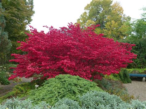 Euonymus alatus Compactus - Diaco's Garden Nursery