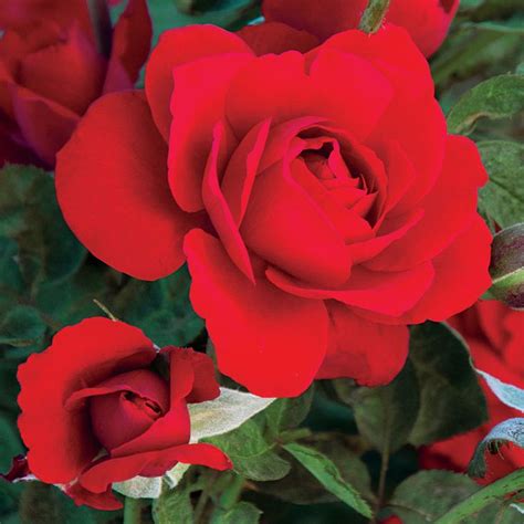 Obsession® Floribunda Rose | Hybrid tea roses, Rose trees, Floribunda roses