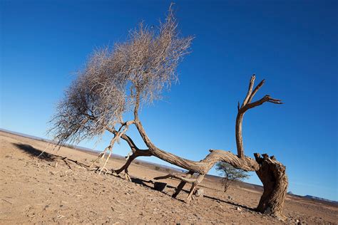 Sahara acacia tree (Acacia raddiana) in the Sahara desert. | Rosa Frei - Photography