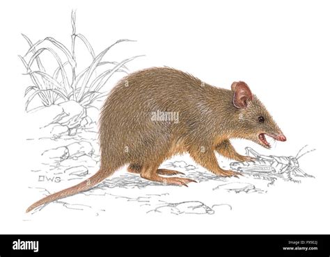 Northern brown bandicoot Stock Photo - Alamy