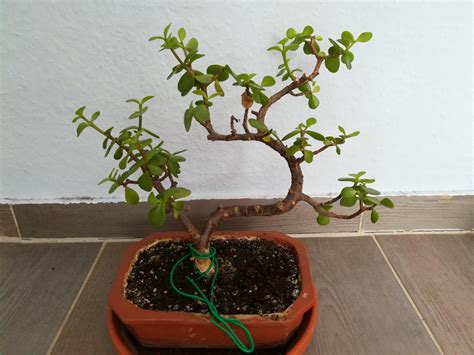 Pruning advice for Jade? : Bonsai