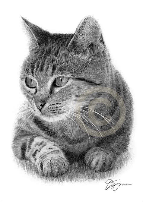 Pencil Drawing Of A Cat