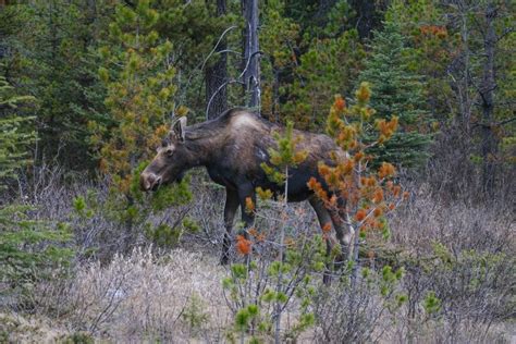 15 Must-See Animals in Banff National Park and Where to See Them!