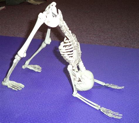 Tried to create as many yoga poses as our skeleton would allow. | Yoga ...