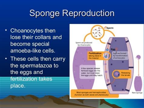 Sponge reproduction notes