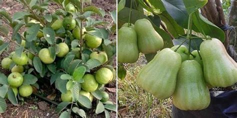 Growing Dwarf Fruit Trees in Backyard, Containers | Gardening Tips