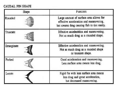 Fish Morphology