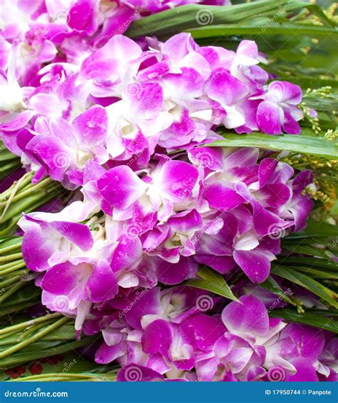 Violet orchids stock photo. Image of flower, purple, orchid - 17950744