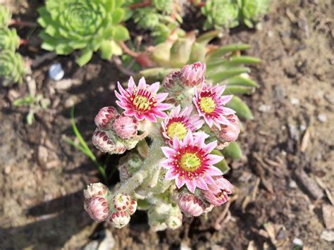 Hens And Chicks Flowers Photograph by Corinne Elizabeth Cowherd