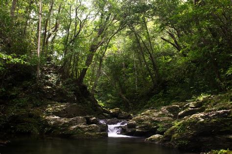 1146-isla-de-amami-oshima-isla-de-tokunoshima-parte-norte-de-la-isla-de-okinawa-e-isla-de ...