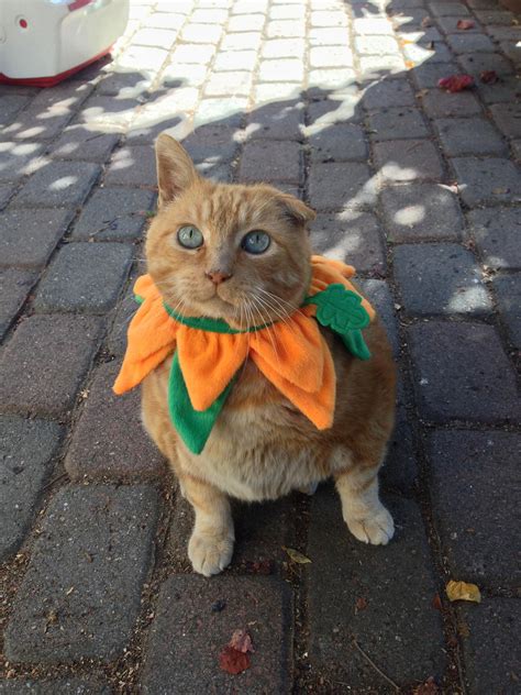 Have an orange cat? Turn him or her into a pumpkin for halloween! | Cat halloween costume, Cat ...