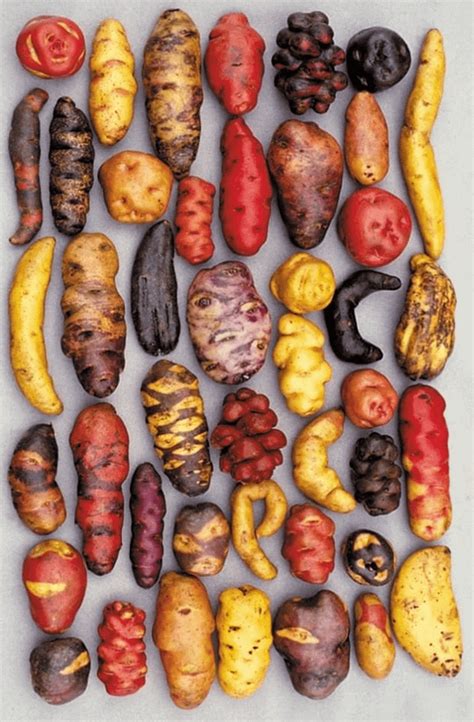 Potato varieties grown in Peru 🥔 : r/mildlypenis