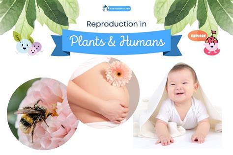 Reproduction in Plants and Humans (Upper Block Science) - Bluetree Education Group