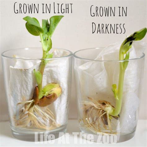 Growing Beans - Science at Home - Life At The Zoo