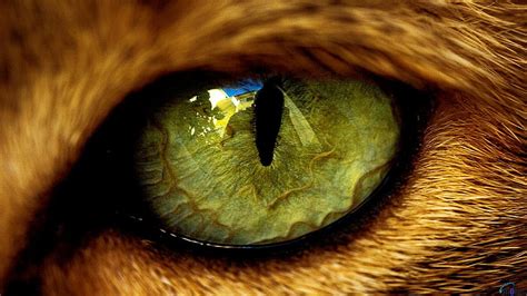 HD wallpaper: animal eye, eyes, cat, animals, mammal, animal themes ...