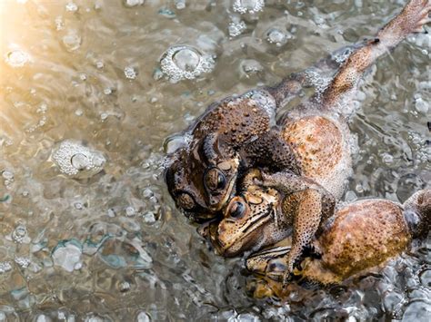 Premium Photo | View group of frogs in river during the breeding season