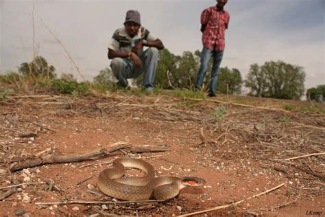 Fear of Snakes - African Snakebite Institute