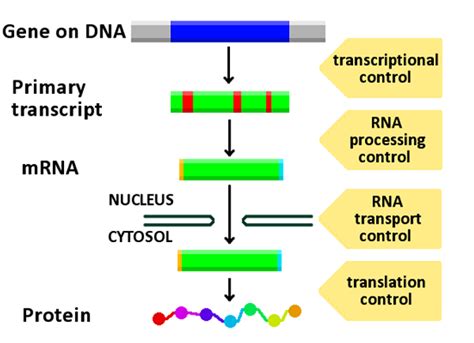 Gene Regulation: Definition & Overview | Study.com