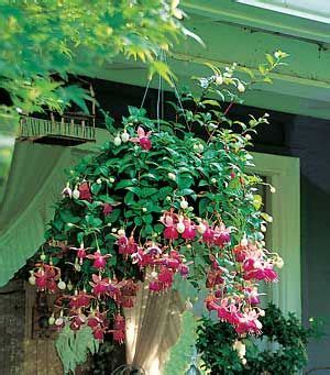 Garden Guide to a Hummingbird Hanging Basket | Porch plants, Plants for hanging baskets ...