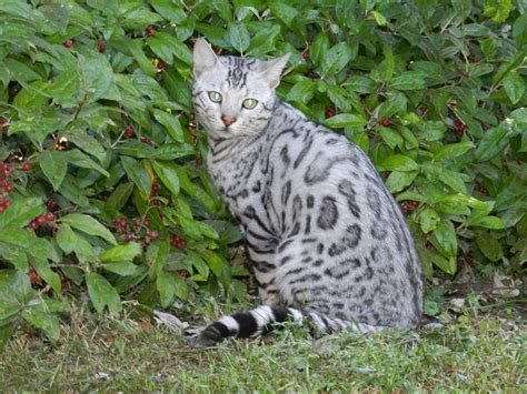 silver bengal cat | Bengal Kittens