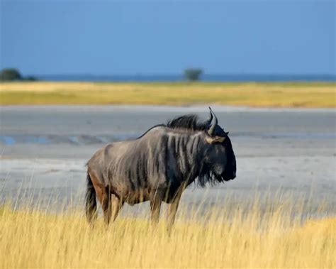 Blue Wildebeest - Facts, Diet, Habitat & Pictures on Animalia.bio