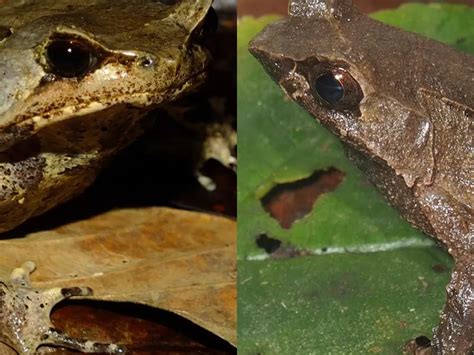 Kamu Harus Tahu, 2 Spesies Baru Katak Tanduk Ditemukan di Pulau Sumatera - Indozone Fadami