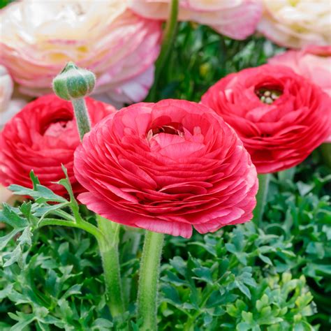 Tecolote Ranunculus Rose Bulbs For Sale | Rose Ranunculus – Easy To Grow Bulbs