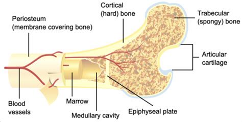 Periosteum - Physiopedia